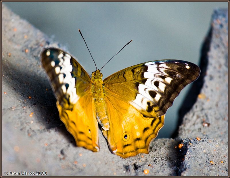 WV8X8551.jpg - Butterflies, Sydney, Australia.